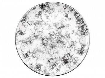 Тарелка Bonna RBL GRM 27 DZ Тарелка Bonna RBL GRM 27 DZ